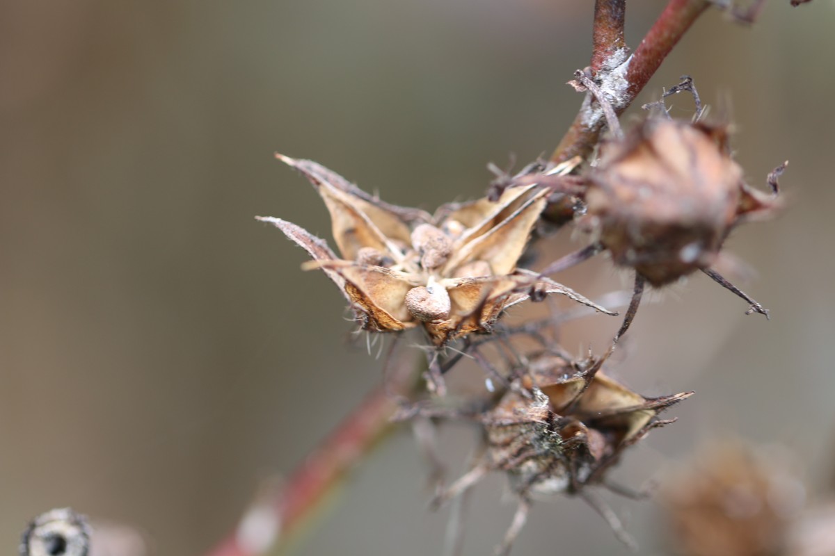 Hibiscus acetosella Welw. ex Hiern